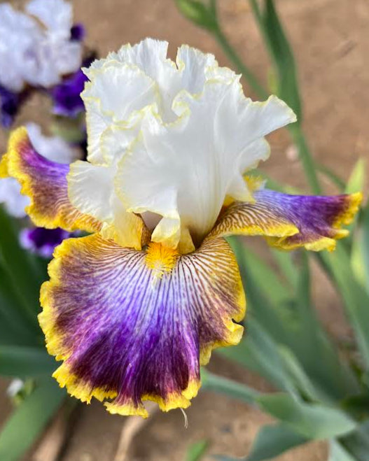 Patchwork Puzzle – Bee Haven Iris Gardens