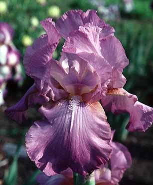 Amethyst Flame