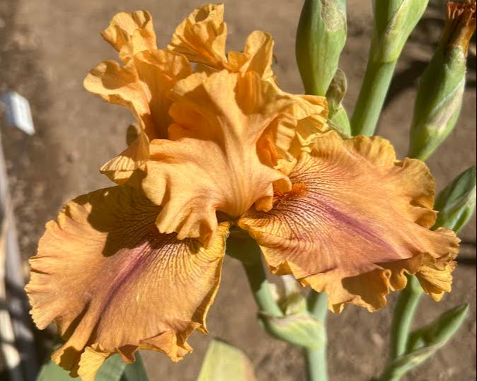 Feeling Spicy Tonite