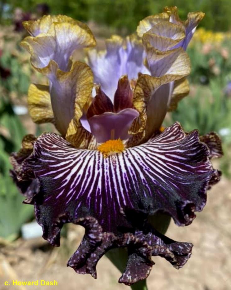 Tonantzin – Bee Haven Iris Gardens