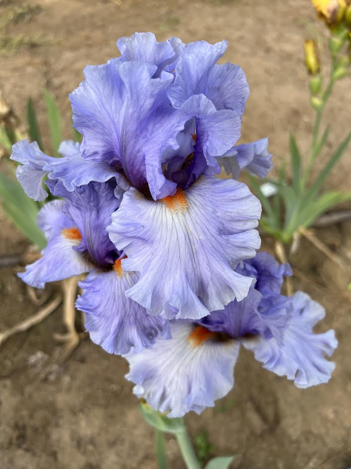 Bluebird Of Happiness Bee Haven Iris Gardens