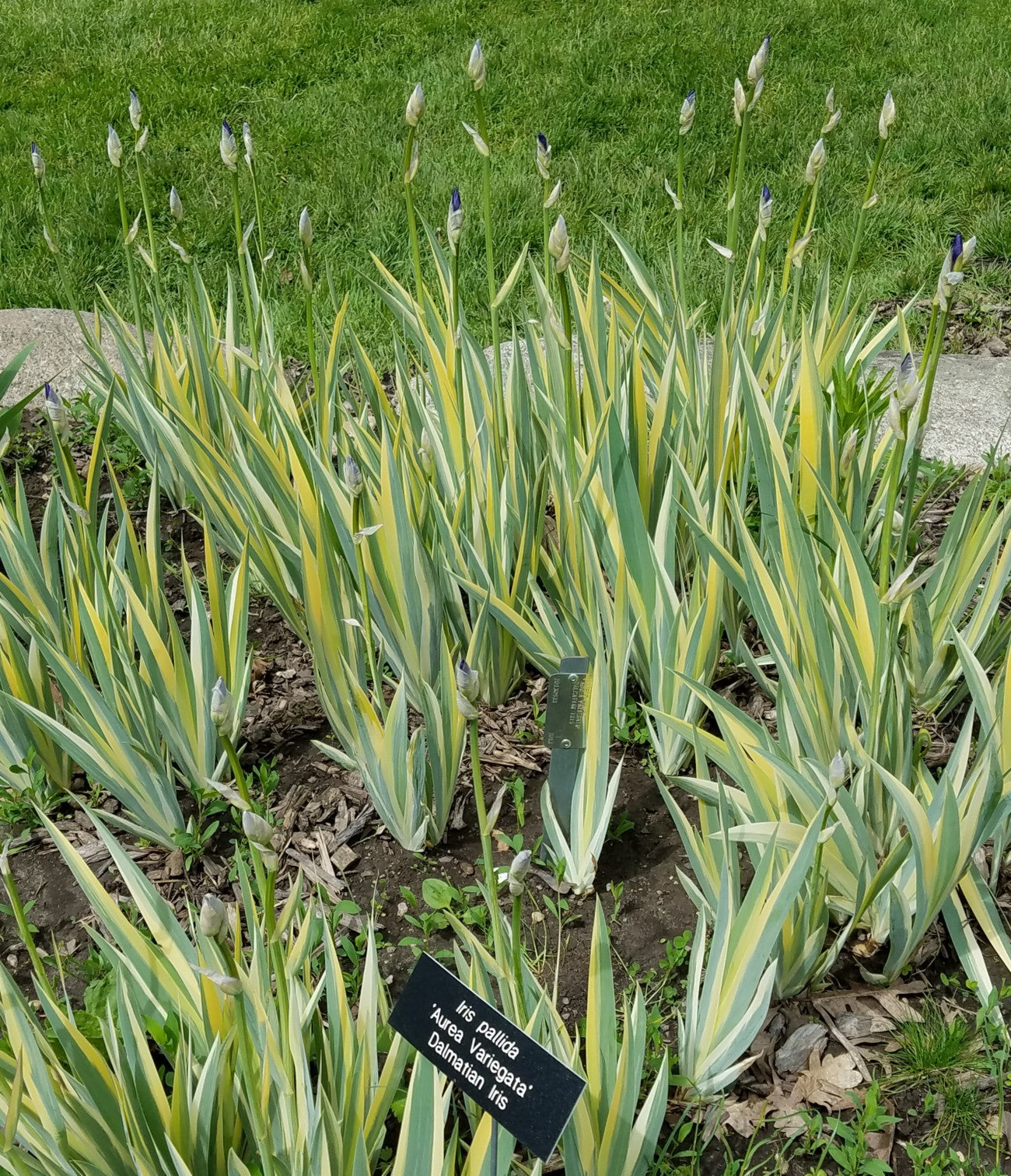 Iris Pallida