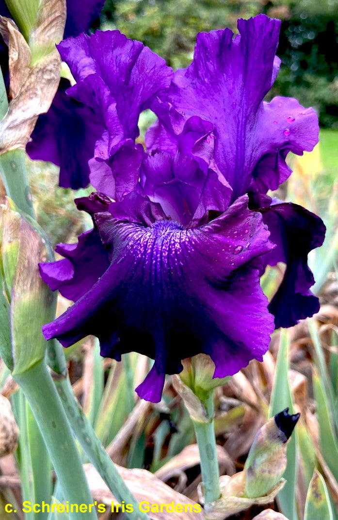 Rosalie Figge Bee Haven Iris Gardens