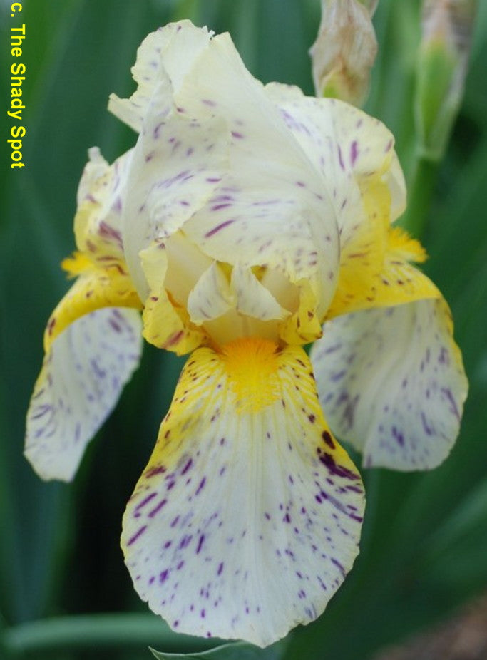 Minnesota Mixed-Up Kid