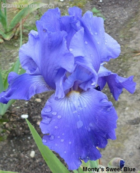 Monty's Sweet Blue (Copy)