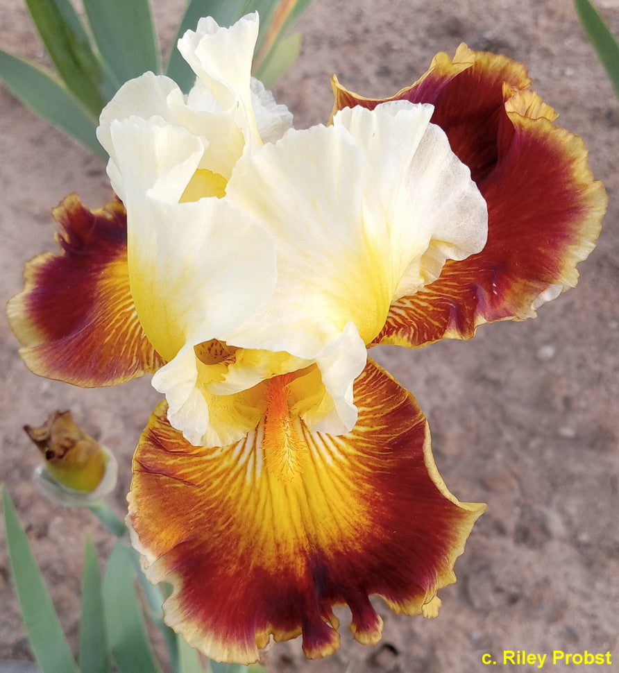 Centennial Celebration