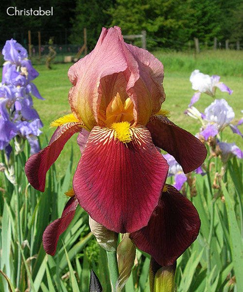 Christabel