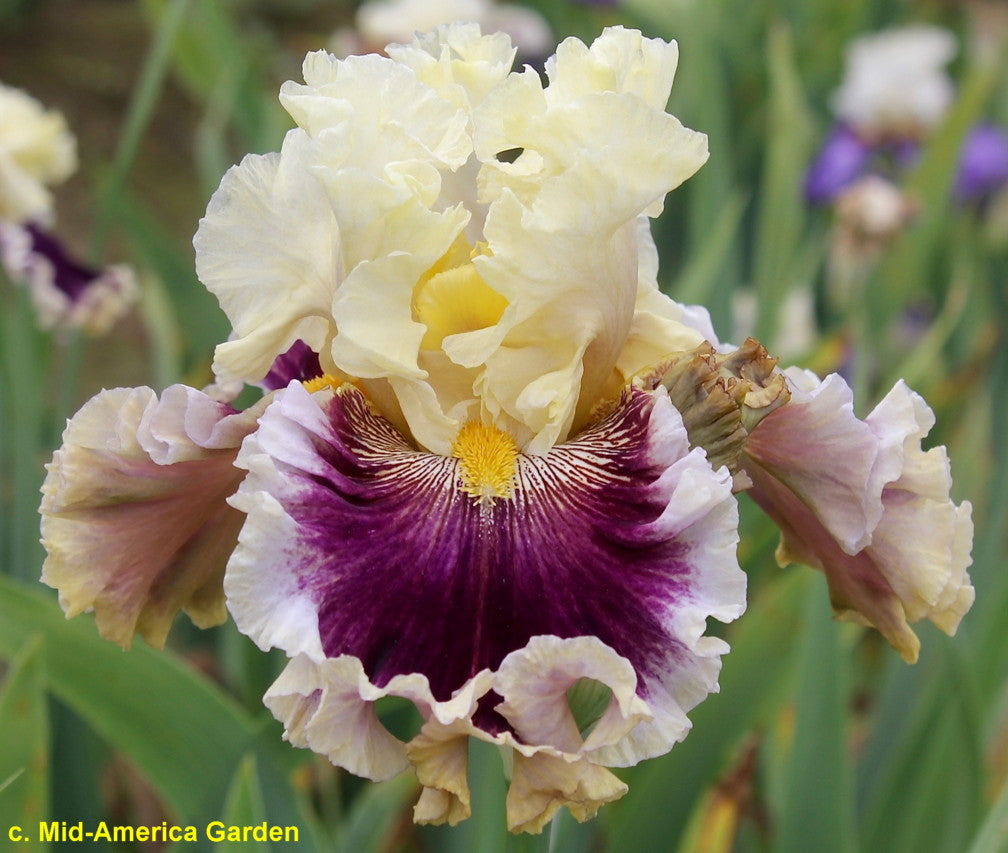 Dressed To The Nines