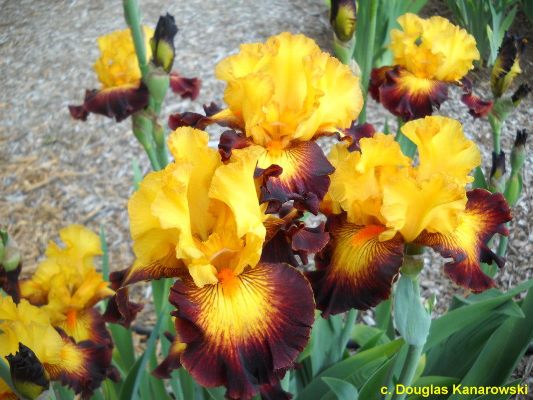 Live Long and Prosper