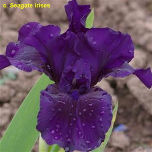 Midsummer Night's Dream