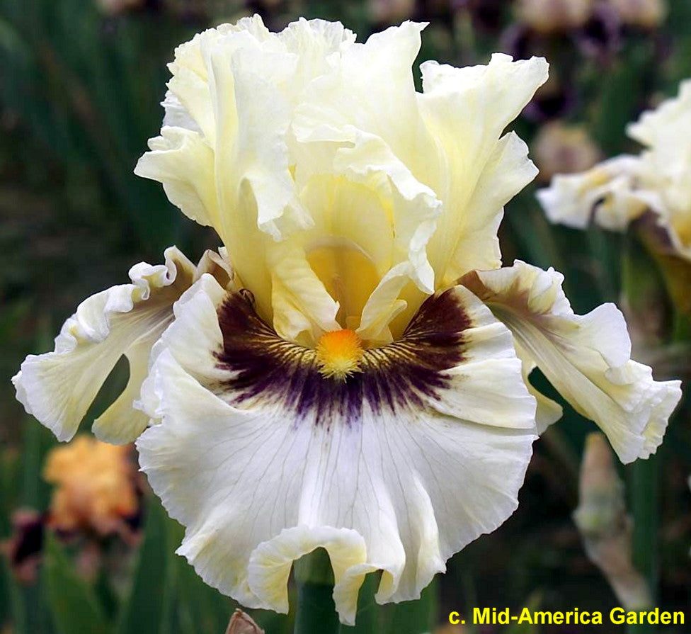 Truth Or Dare – Bee Haven Iris Gardens