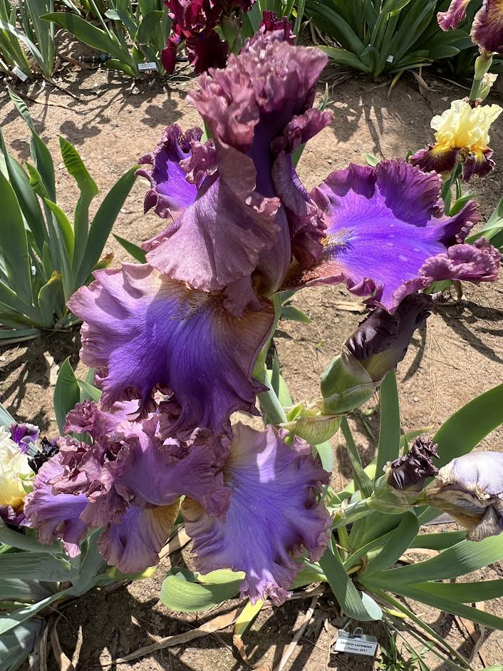 French Lavender