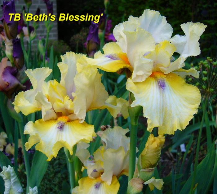 Beth's Blessings