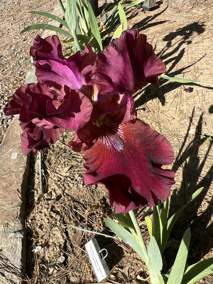 Schortman's Garnet Ruffles