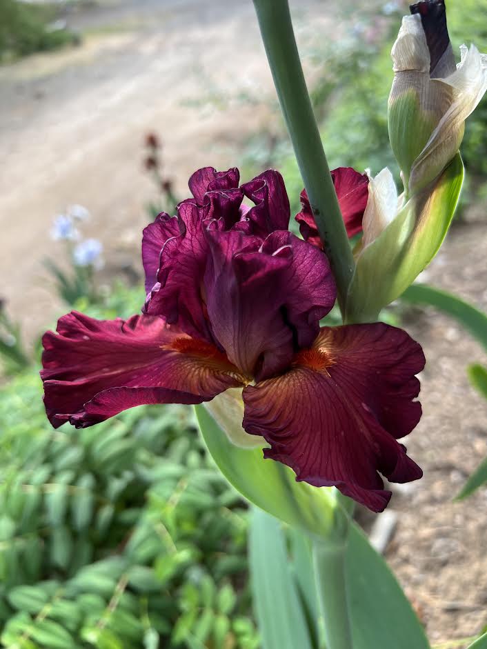 Catch The Fever – Bee Haven Iris Gardens