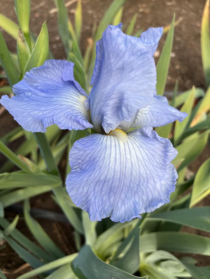 Blue Kentucky Girl