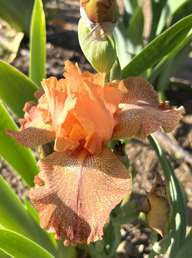 Tanzanian Tangerine