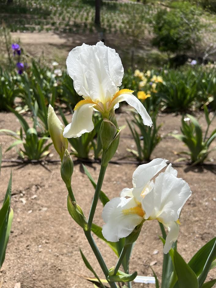 Summer Whitewings