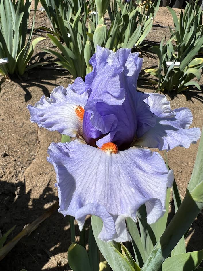 Bluebird Of Happiness Bee Haven Iris Gardens