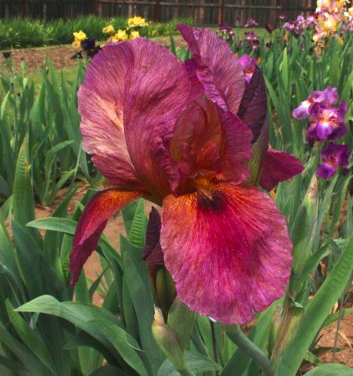 Red Joppa