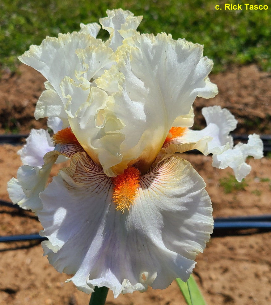 White Chameleon