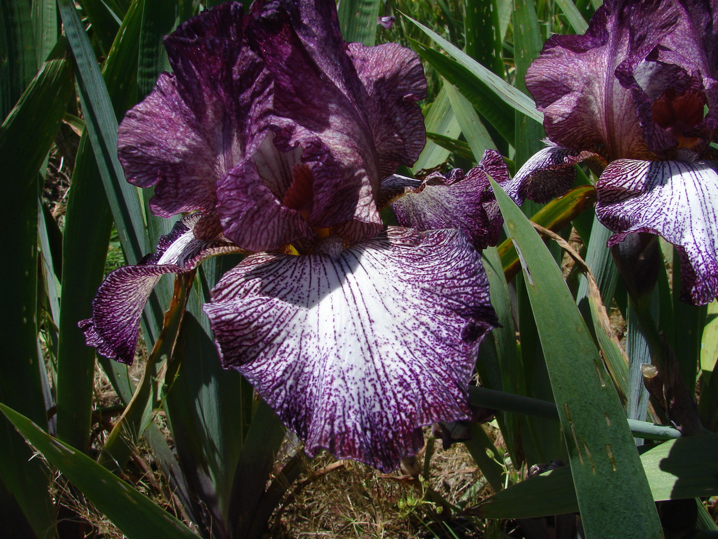 Lady In Purple