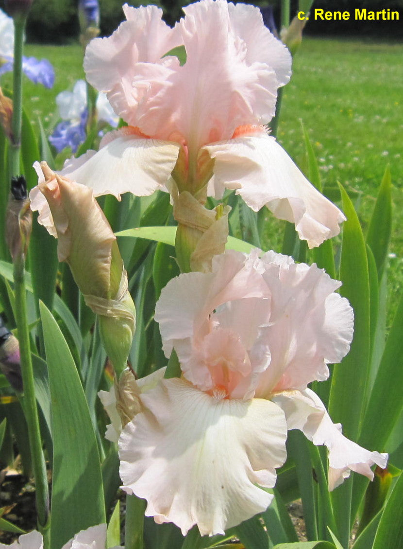 Pink Taffeta