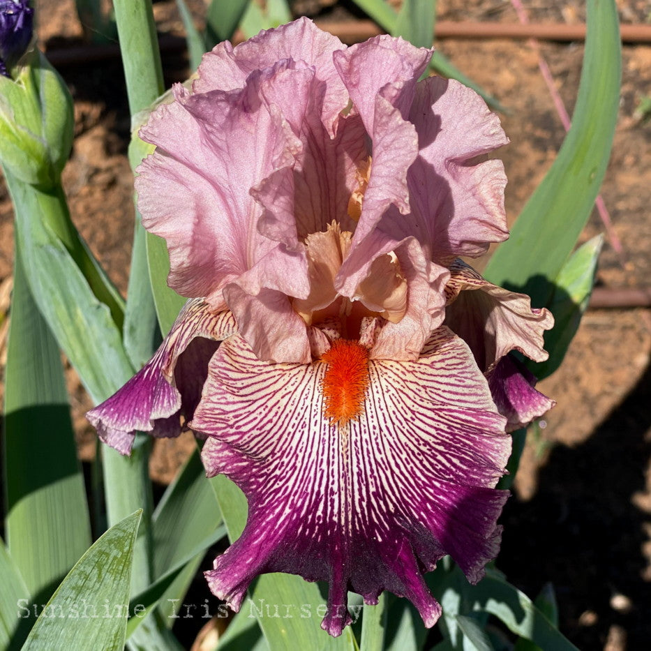 Panama Hattie – Bee Haven Iris Gardens