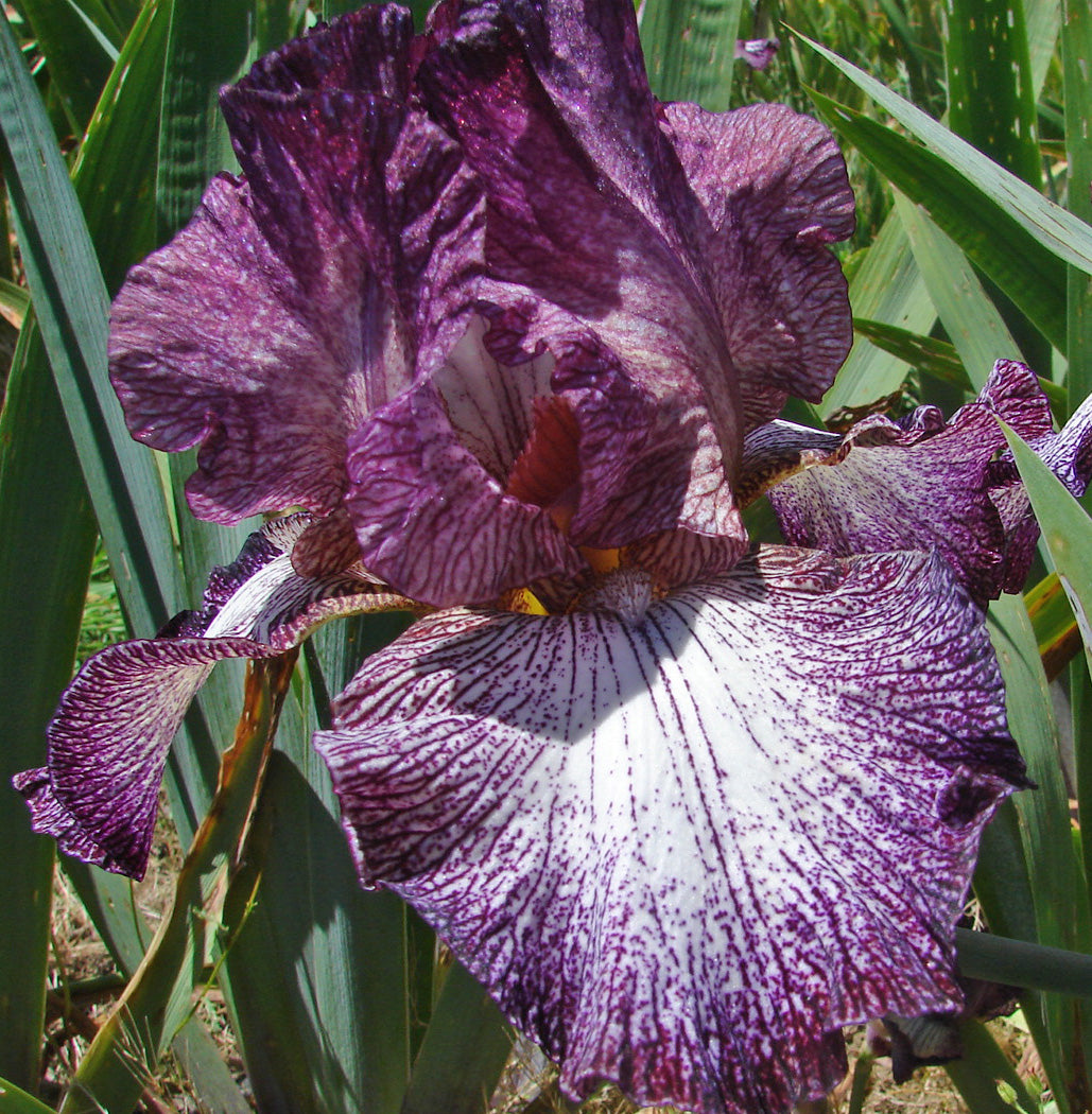 Lady In Purple