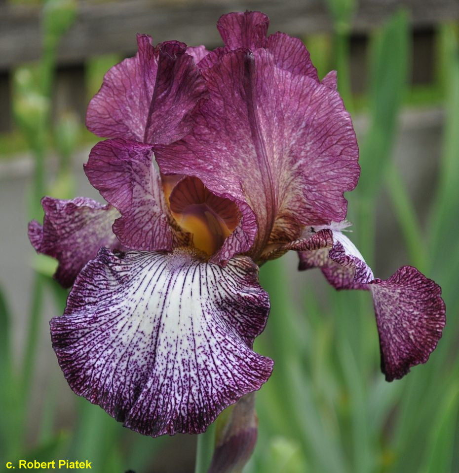 Lady In Purple