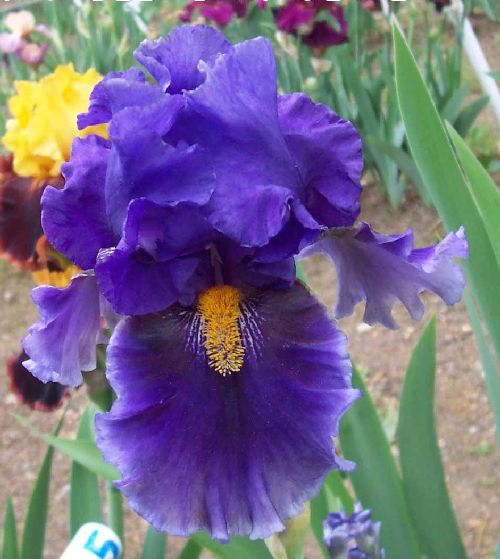Deep Dark Secret – Bee Haven Iris Gardens