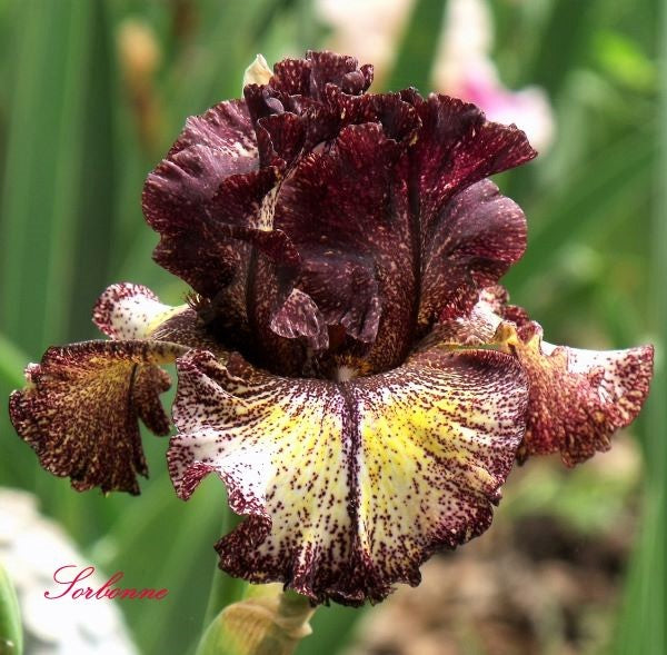 Sorbonne – Bee Haven Iris Gardens