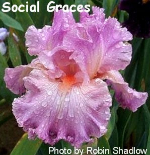 Social Graces