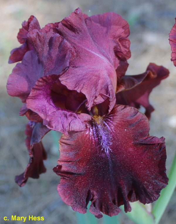 Schortman's Garnet Ruffles