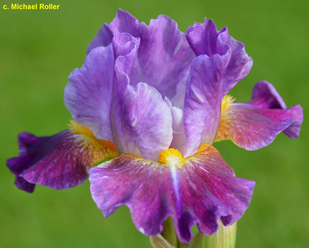 Backlit Beauty