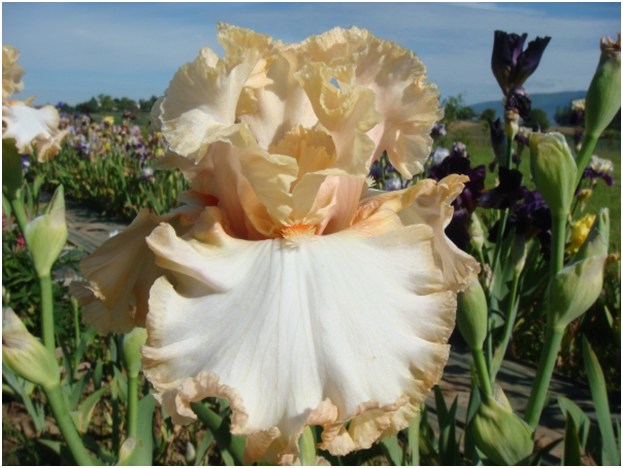 Delectation – Bee Haven Iris Gardens