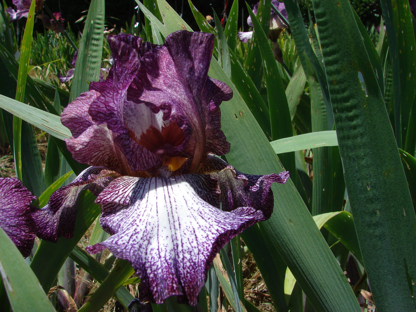 Lady In Purple