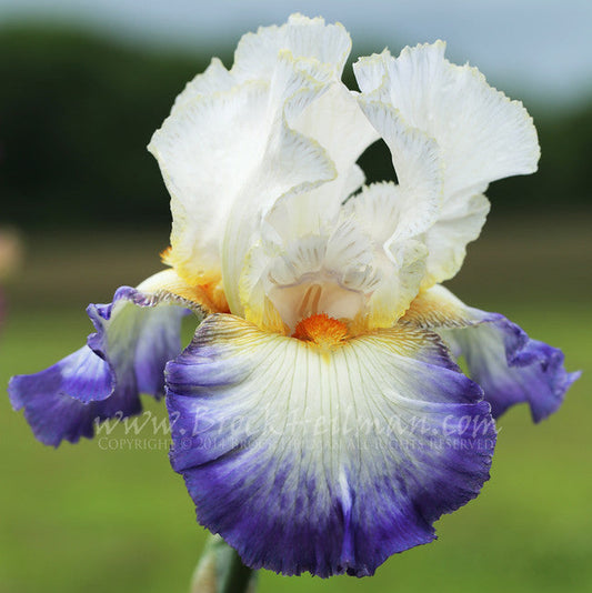 Cause For Celebration