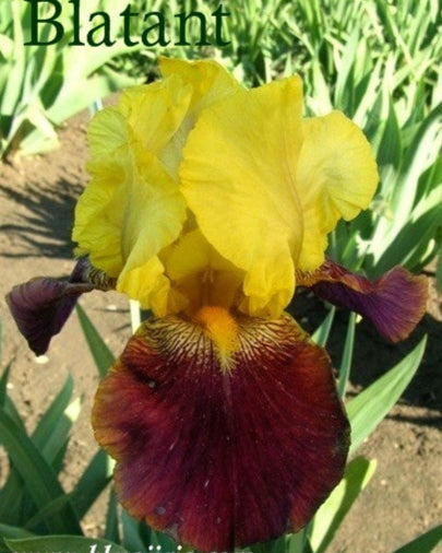Blatant