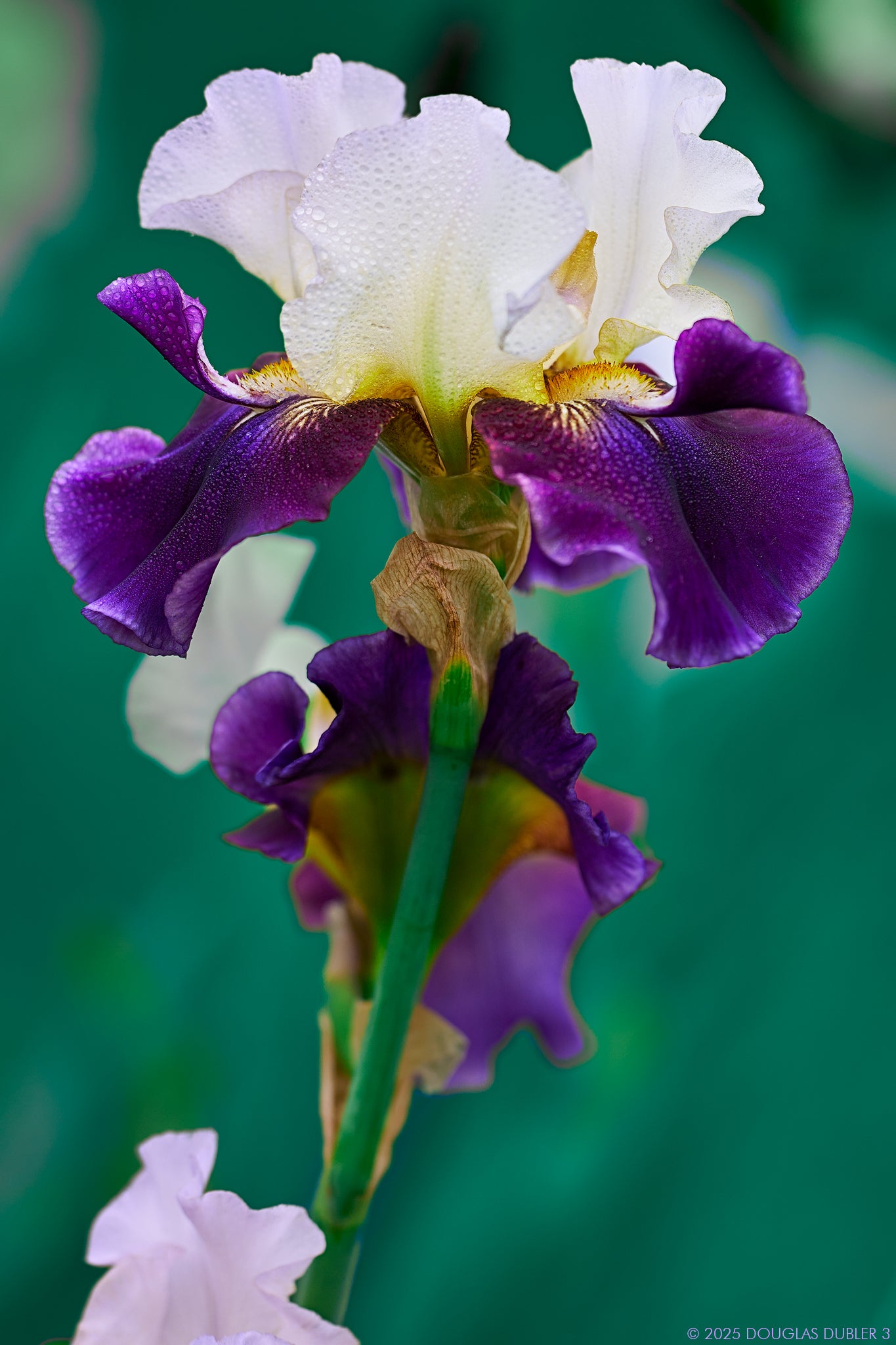 Cover Of Rolling Stone