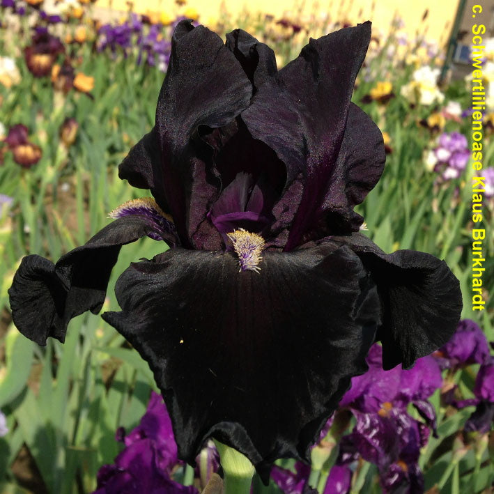 Here Comes The Night