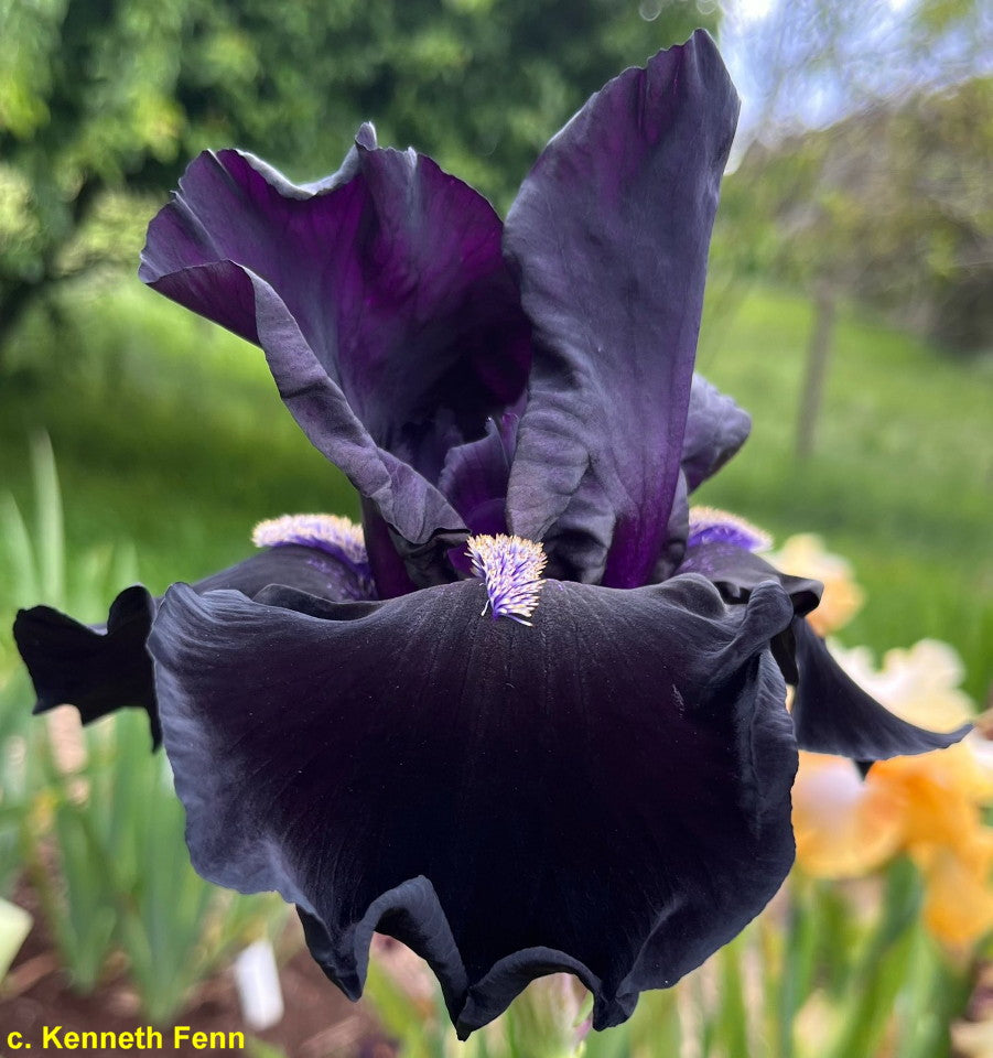 Here Comes The Night