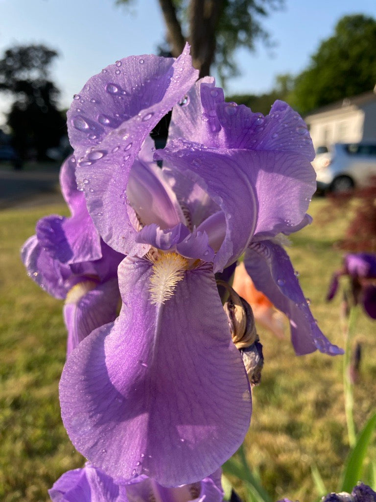 Iris Pallida