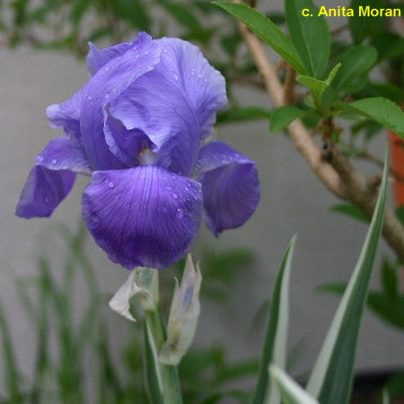 Iris Pallida