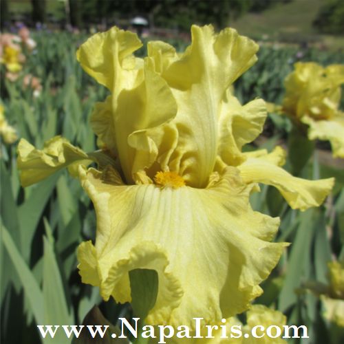 lemon jade plant Lemon Jade – Bee Haven Iris Gardens