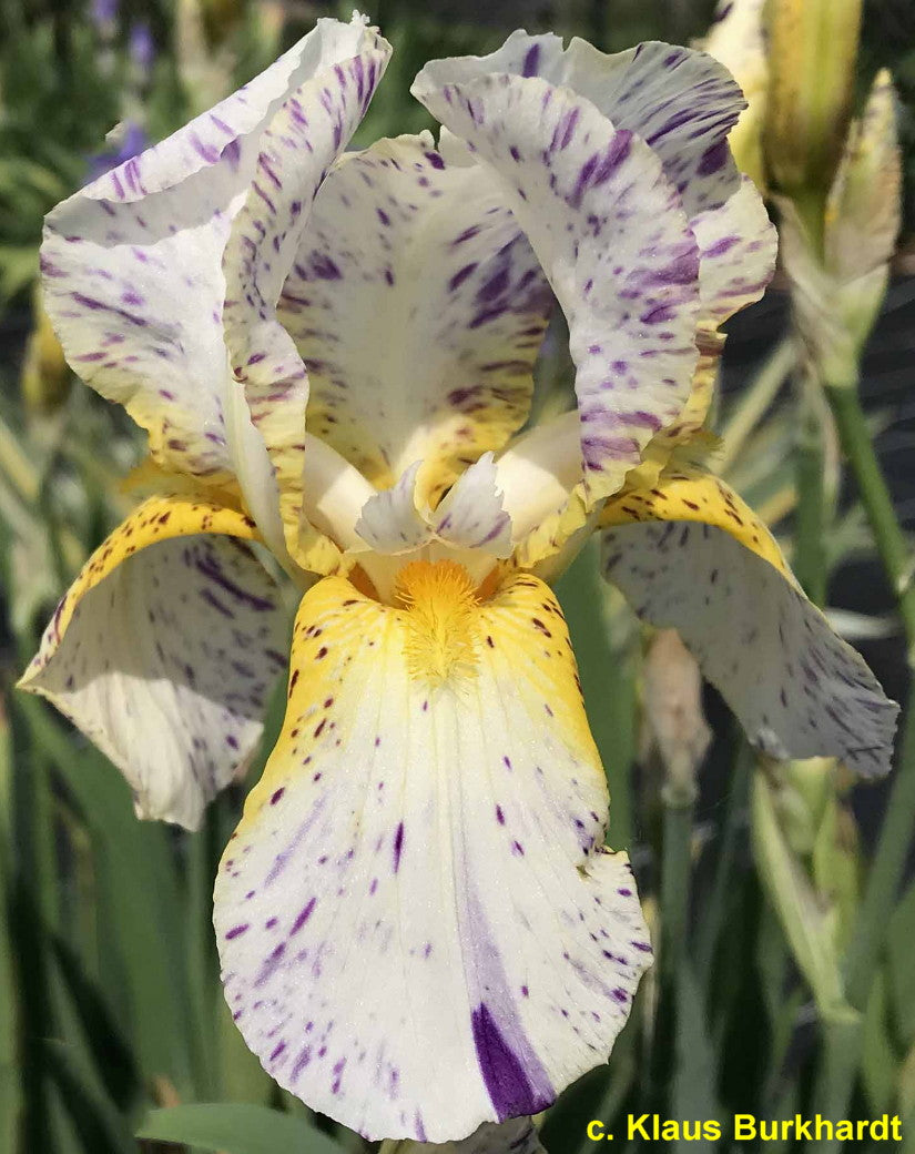 Minnesota Mixed-Up Kid