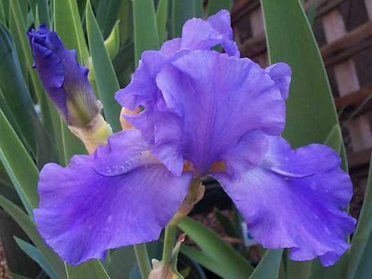 Monty's Sweet Blue (Copy)