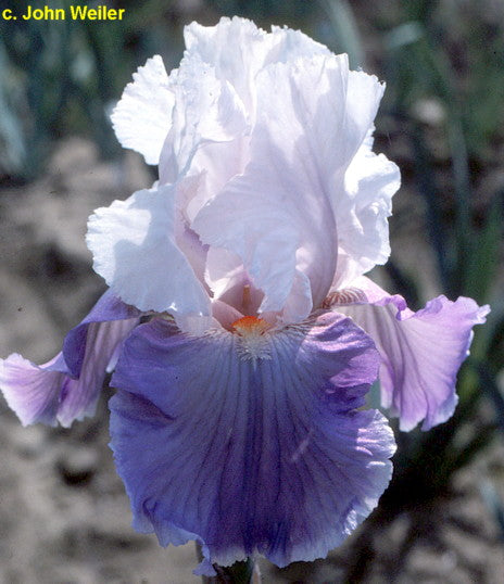 Mountain Violet