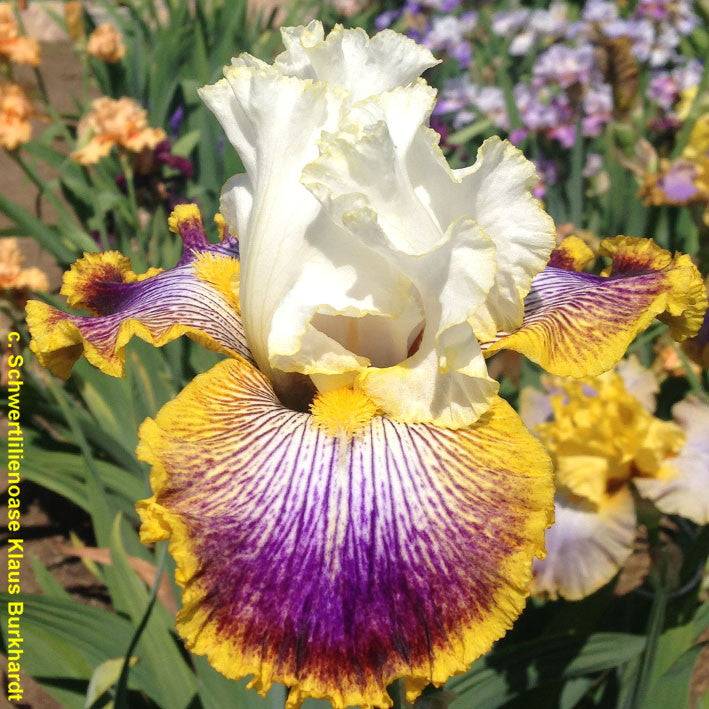 Patchwork Puzzle – Bee Haven Iris Gardens