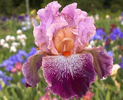 Panama Hattie – Bee Haven Iris Gardens